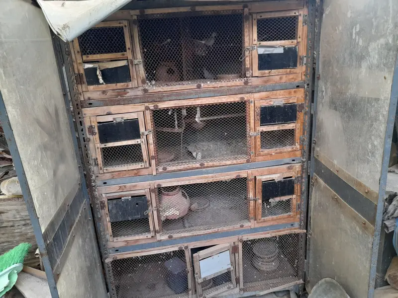 4 floor Bird cage available for sale — photo 2