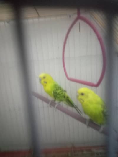 Australian vip pair 03100011685