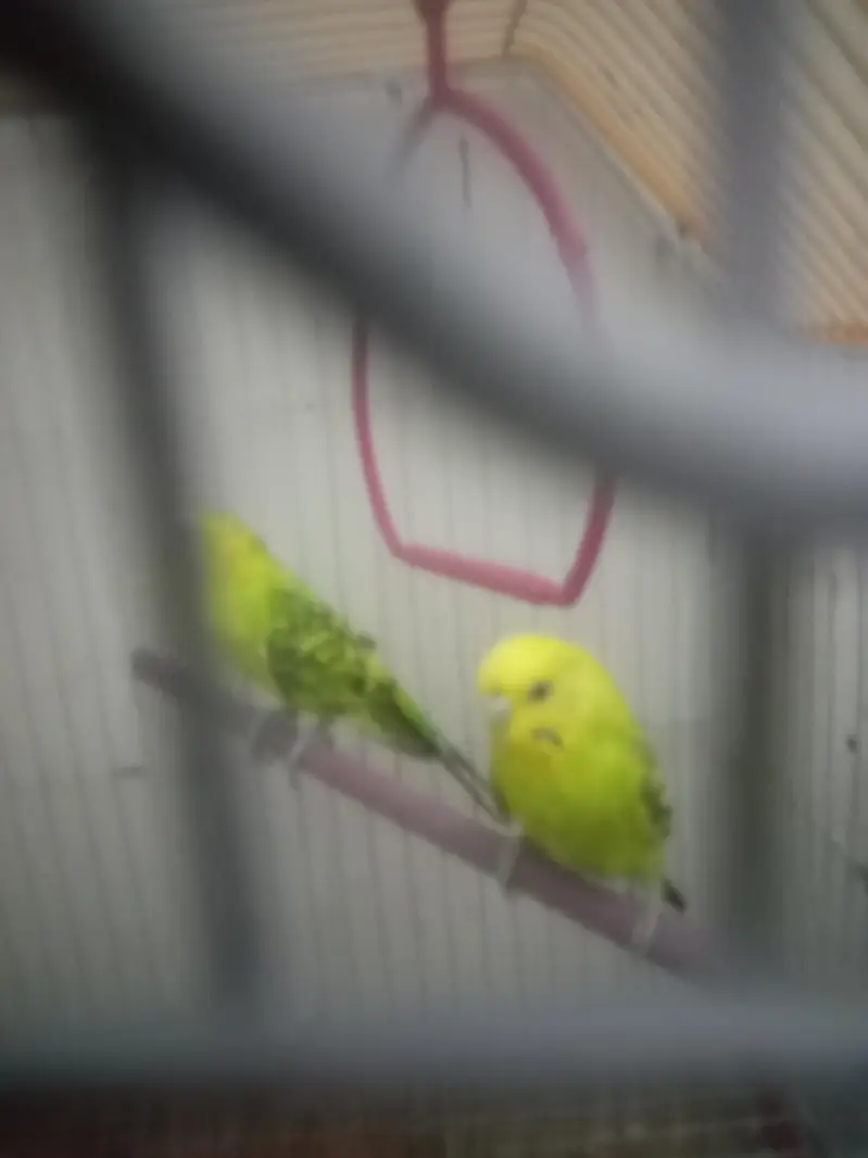 Australian vip pair 03100011685 — photo 2