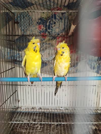 Tcb hogoromo dubal flowers 1st breed to ready
