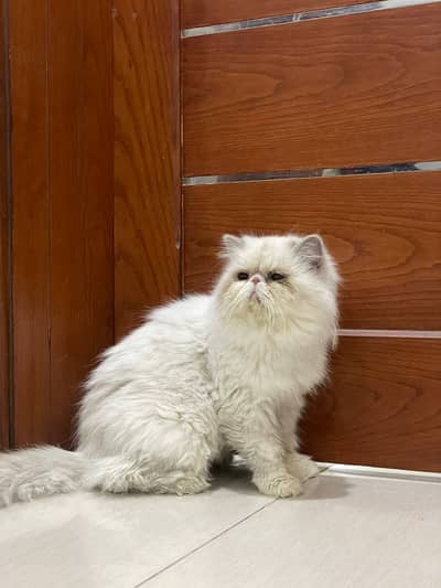 Peke female breeders