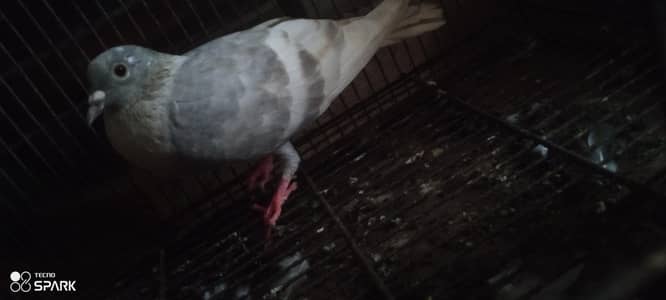 white bar female