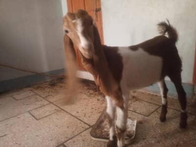 ghot for sale