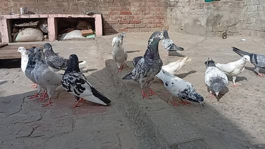 perwazi kaboter