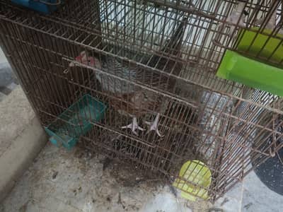 Murgiyan for sale