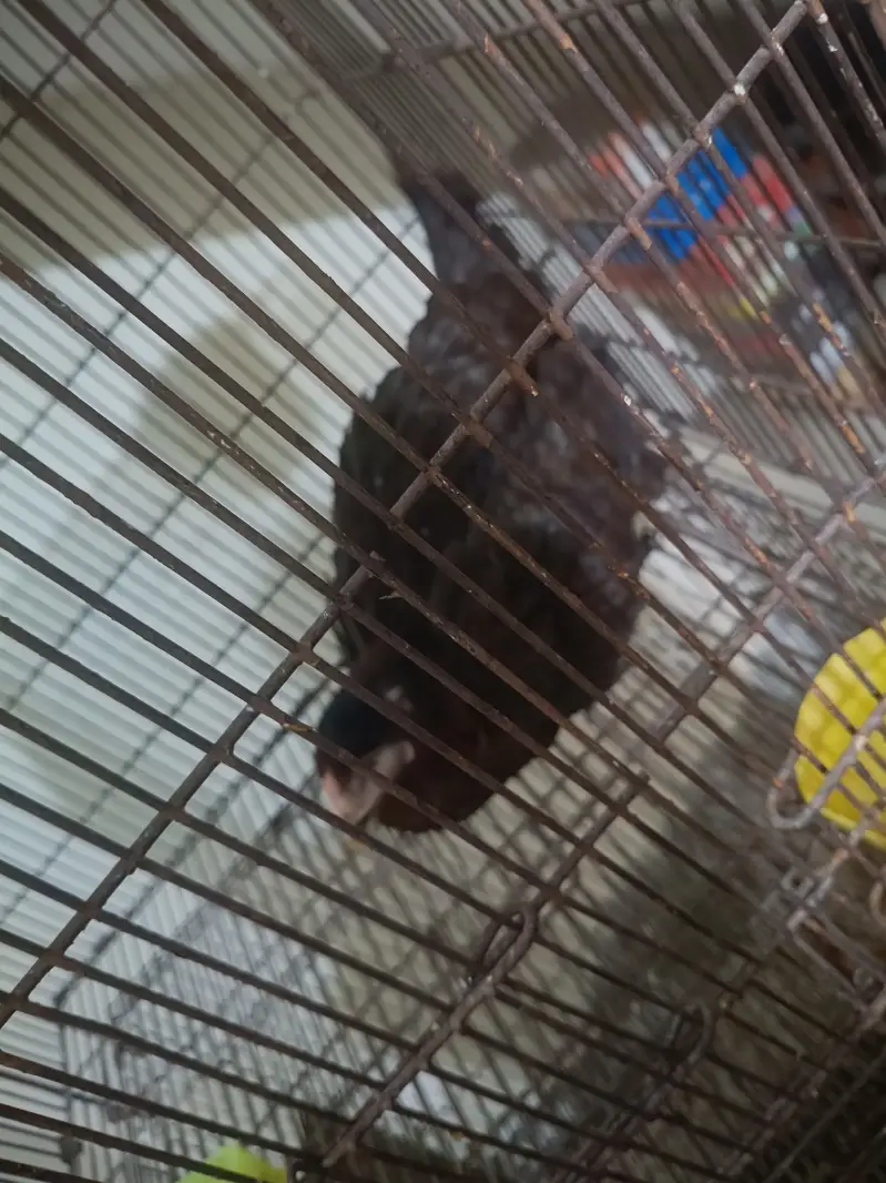 Murgiyan for sale — photo 2