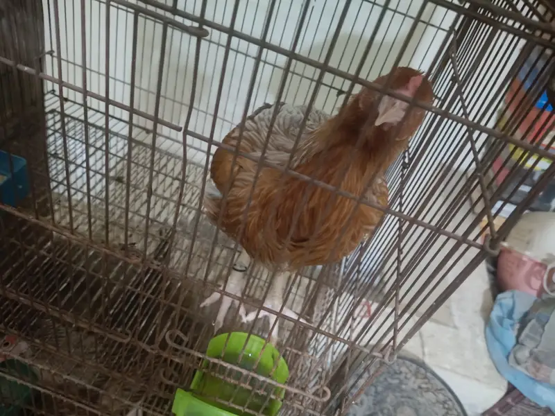 Murgiyan for sale — photo 3