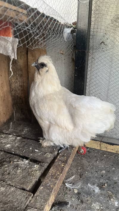 Silki cross females