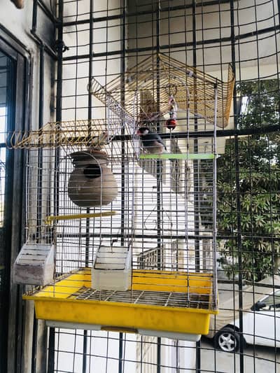 Java Finch Pair with cage