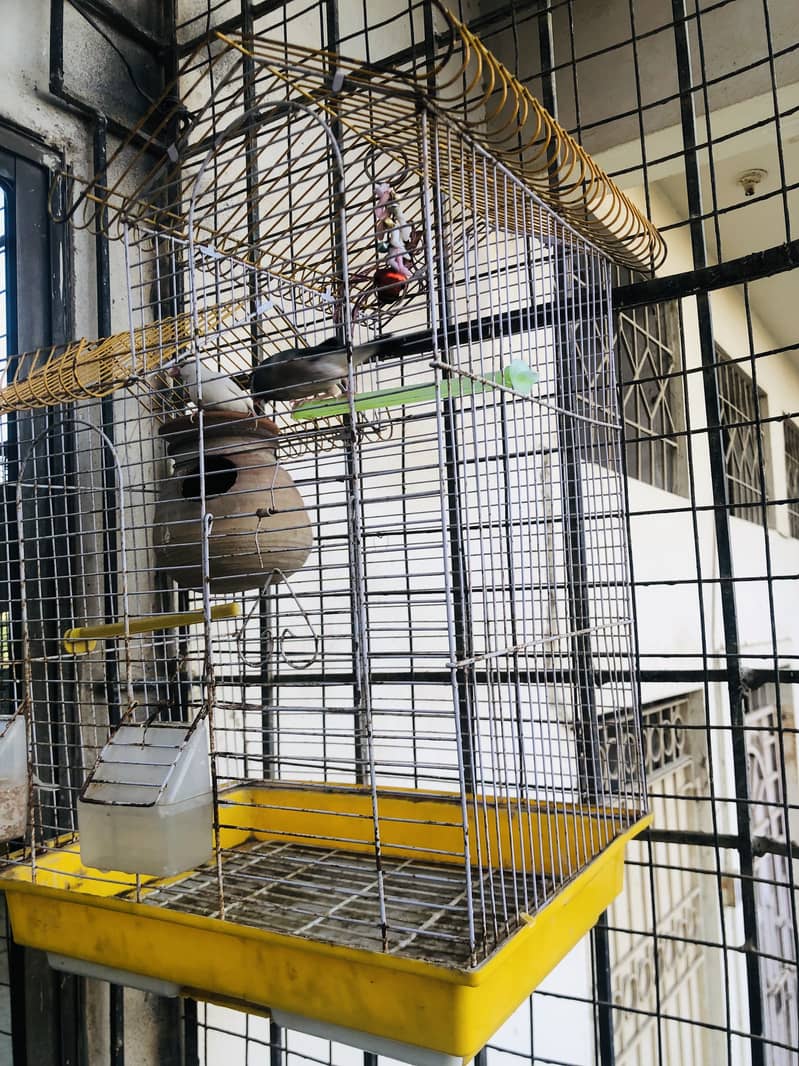 Java Finch Pair with cage 1