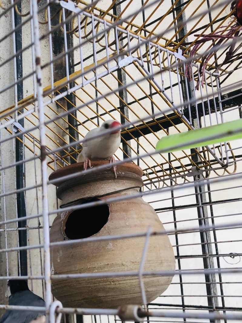 Java Finch Pair with cage 2