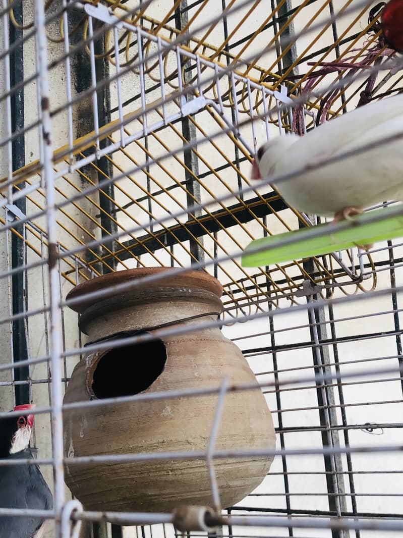 Java Finch Pair with cage 3