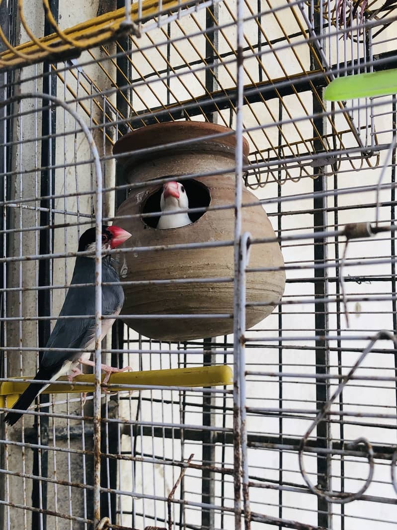 Java Finch Pair with cage 4