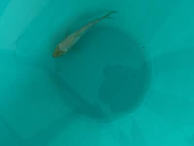 Fishes