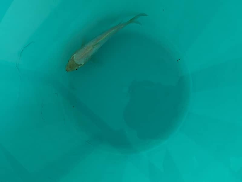 Fishes 0