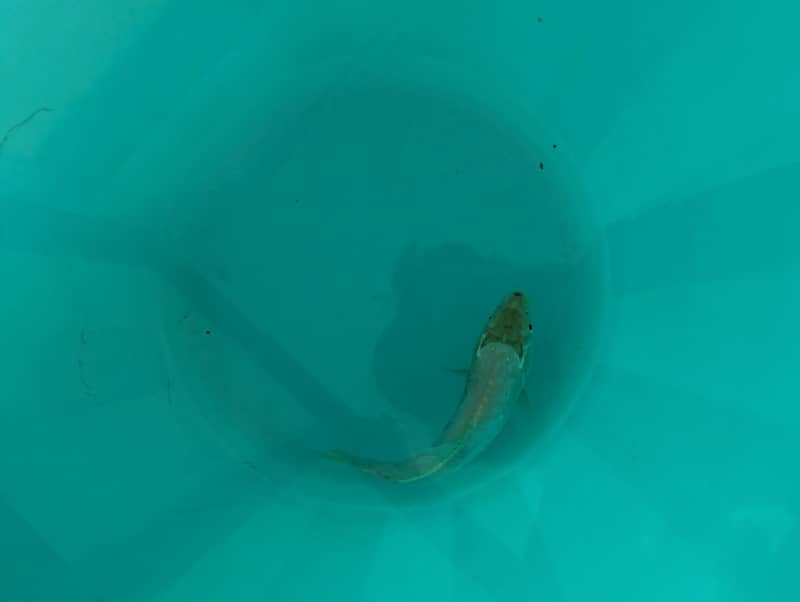 Fishes 1