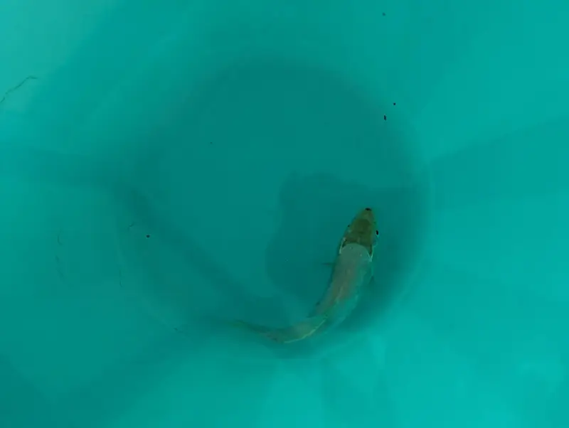 Fishes — photo 2