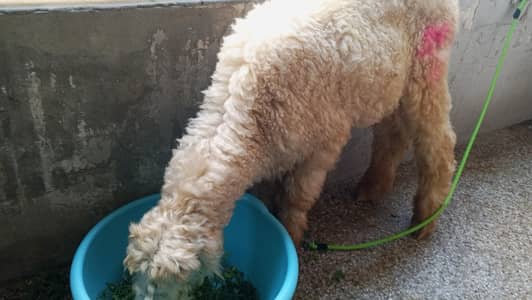 Mundra gulabi sultan breed