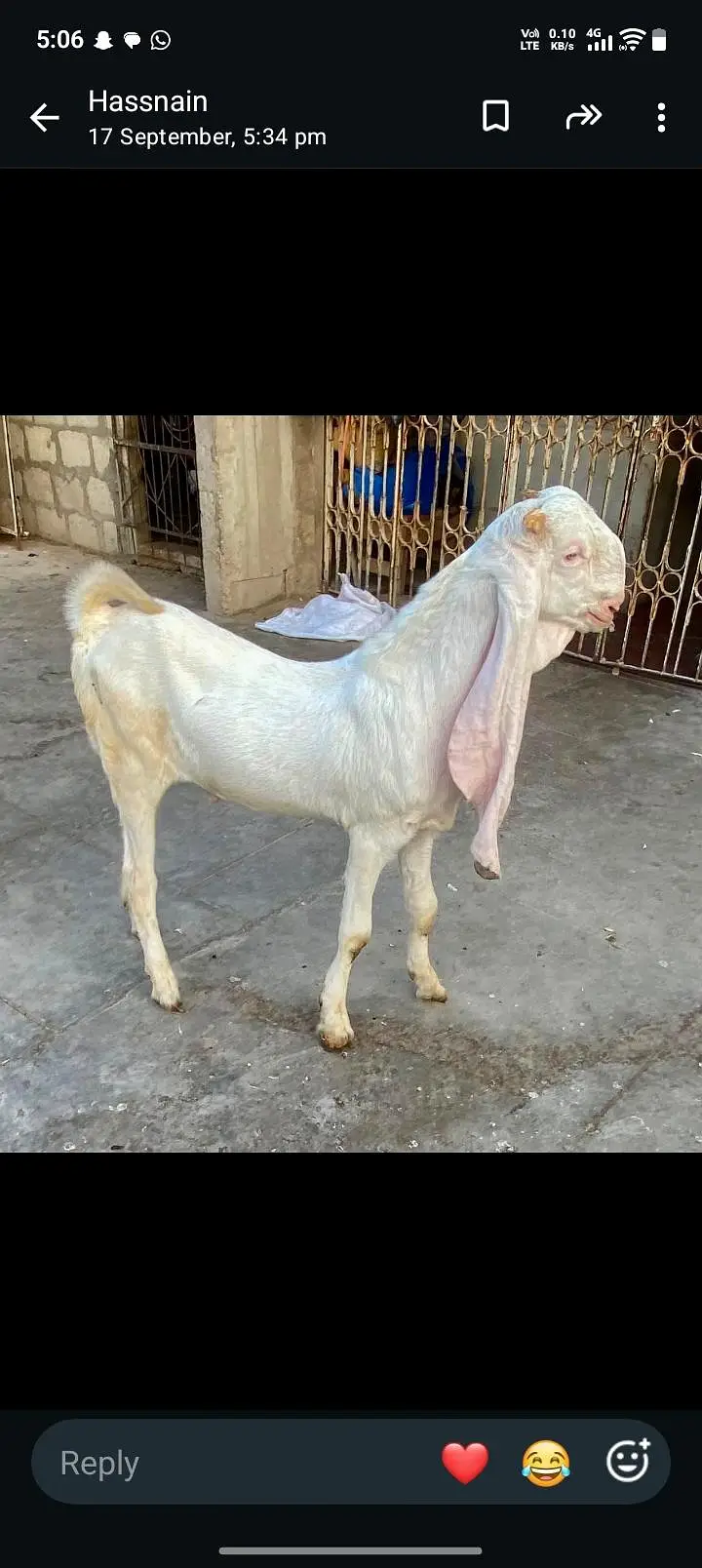 gulabi full — photo 2