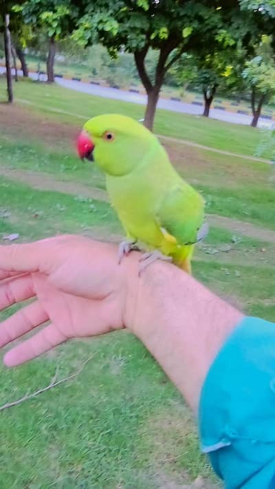 parrot for sale 03369510495