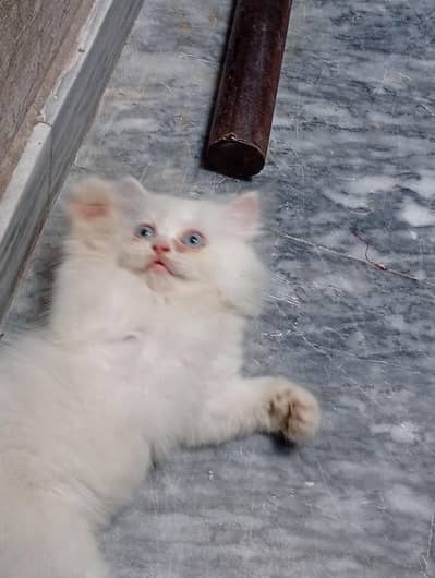 Kittens for Sale