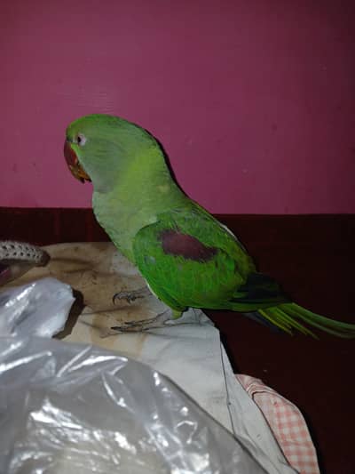 green perrat