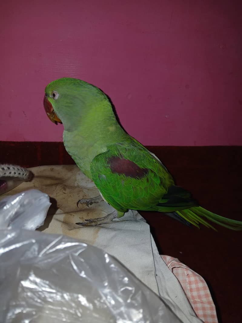 green perrat 0