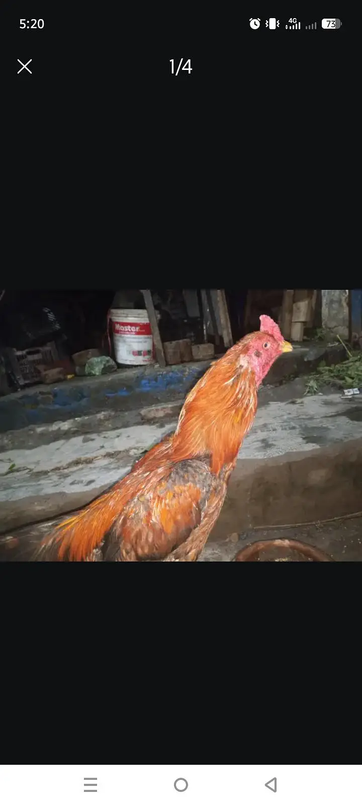 murgi aseel mushki murga bhi ha — photo 3