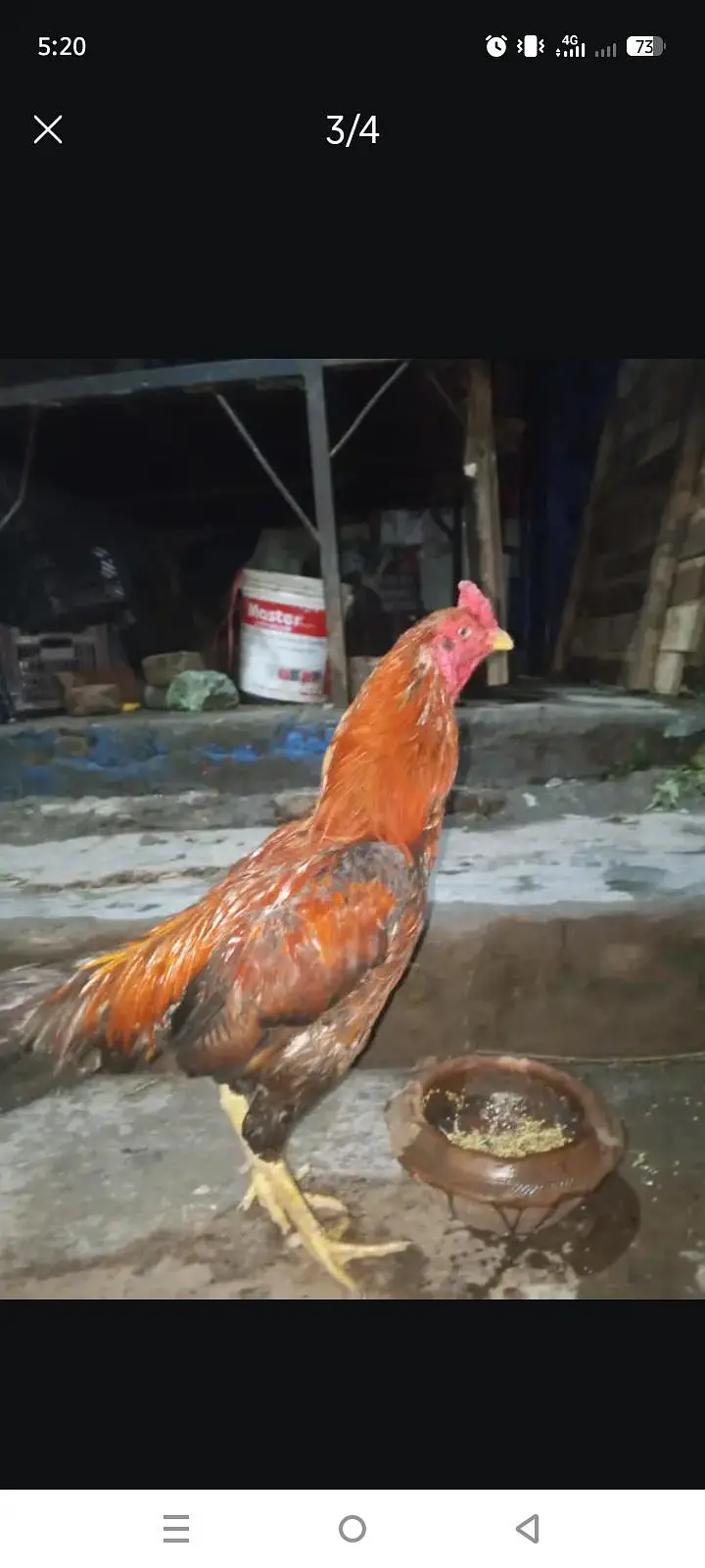murgi aseel mushki murga bhi ha — photo 4