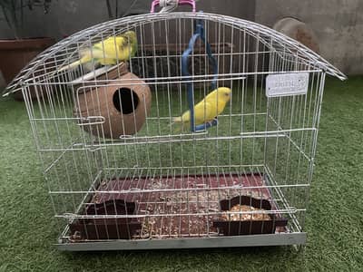 Australian Parrots