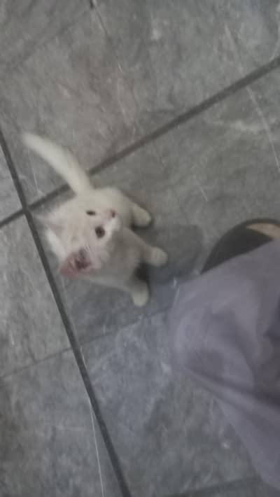 prscian cat