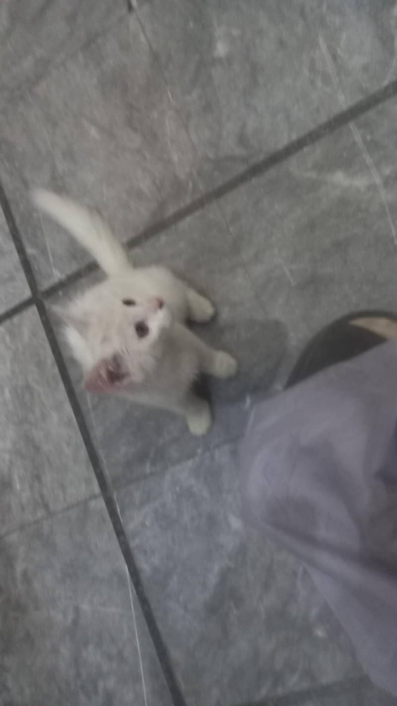prscian cat 0