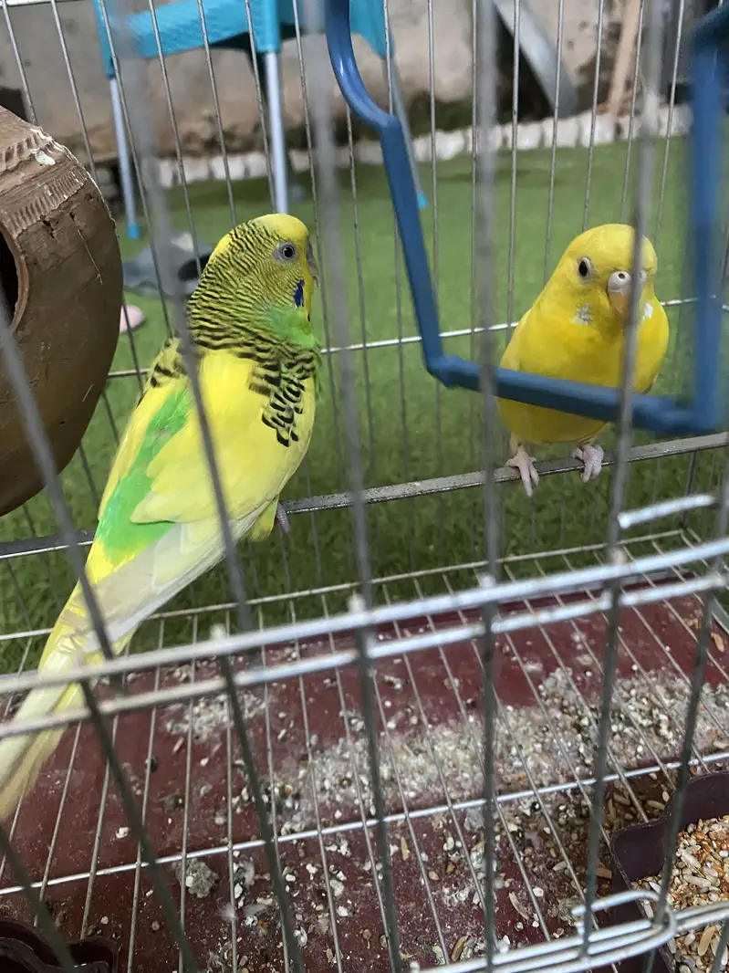Australian Parrots — photo 2