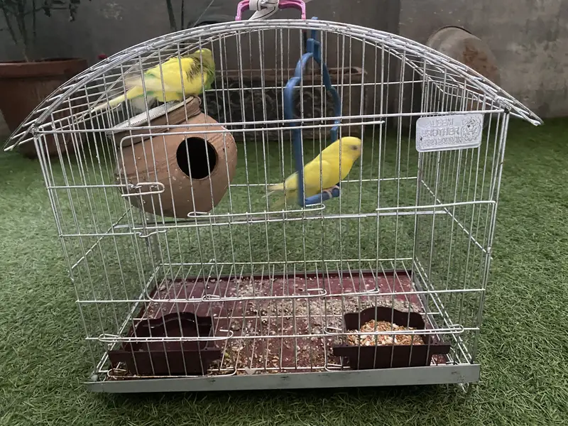 Australian Parrots — photo 3