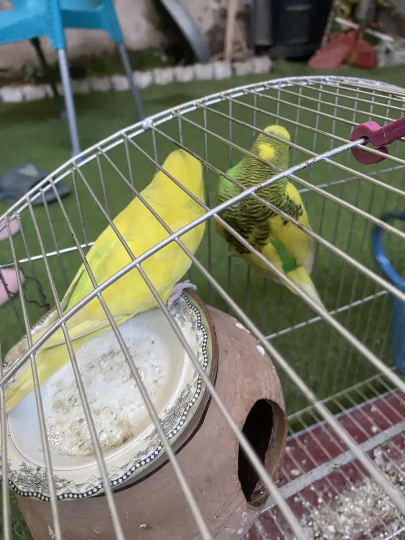 Australian Parrots — photo 4