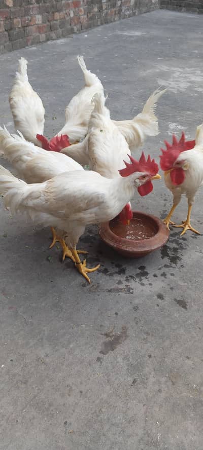 7 White Chickens
