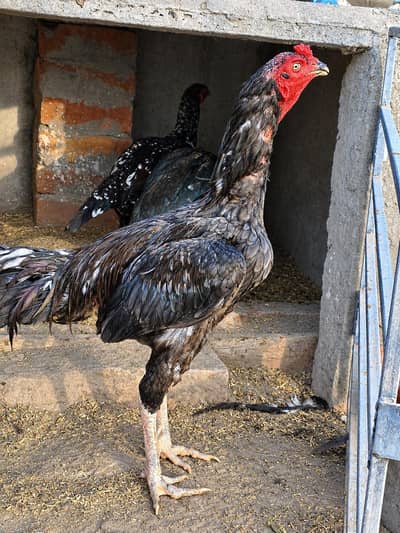 pure Thai male plus 2 Thai cross females