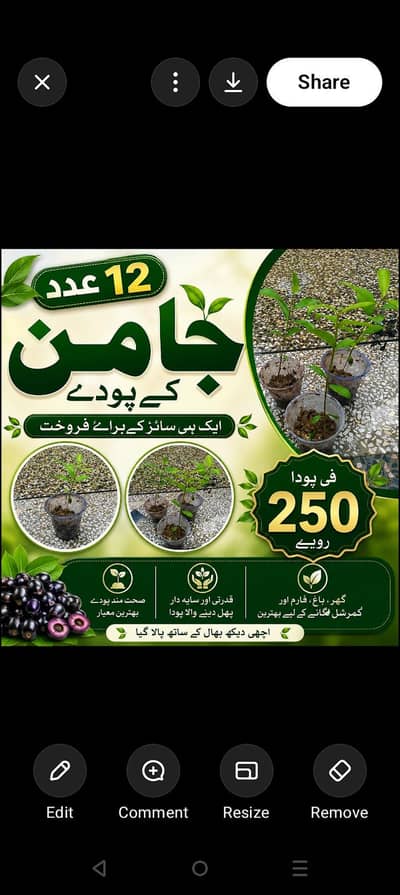 Jaman plant