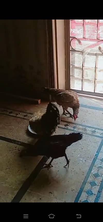 Hens for sale