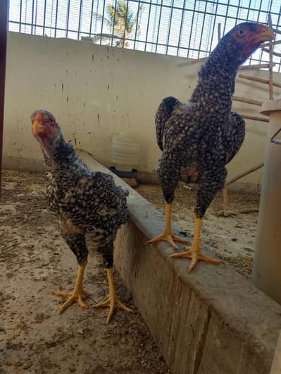 O shamo pullets