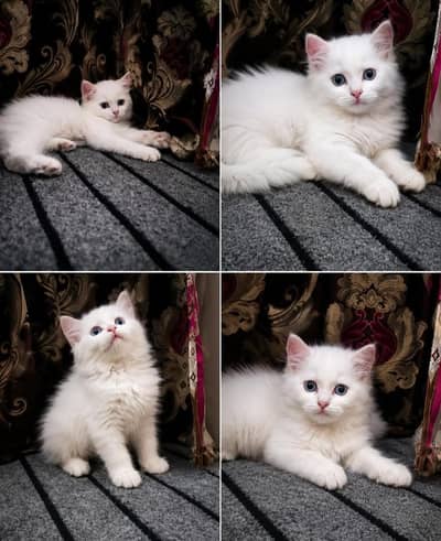 Persian blue eyes washroom trained