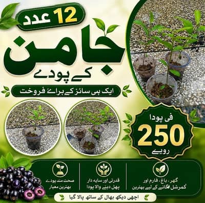 Jaman plant