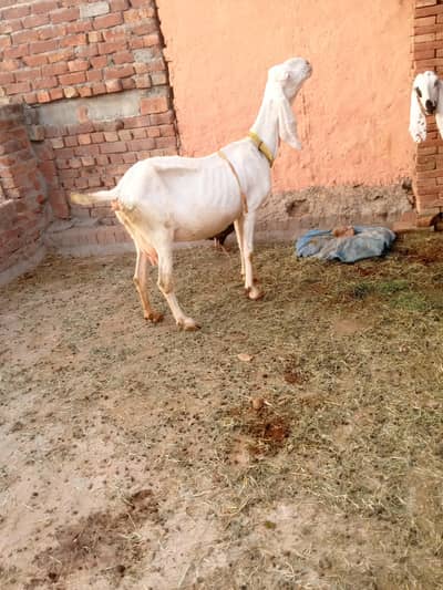 8dant bkri Sath male female 10din ki cros cross ki video majod