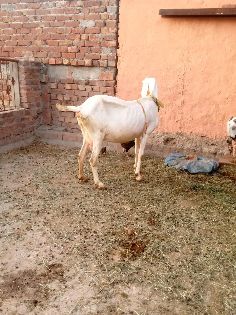 8dant bkri Sath male female 10din ki cros cross ki video majod — photo 2