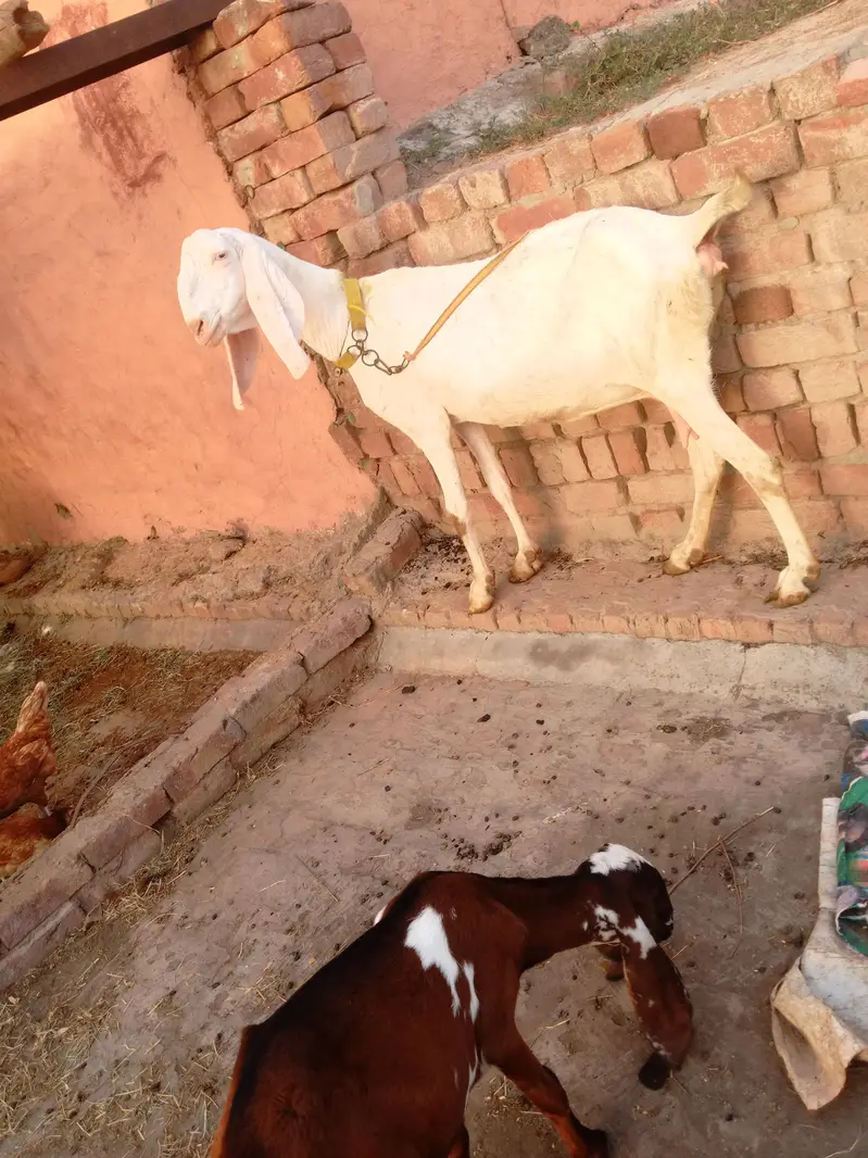 8dant bkri Sath male female 10din ki cros cross ki video majod — photo 3