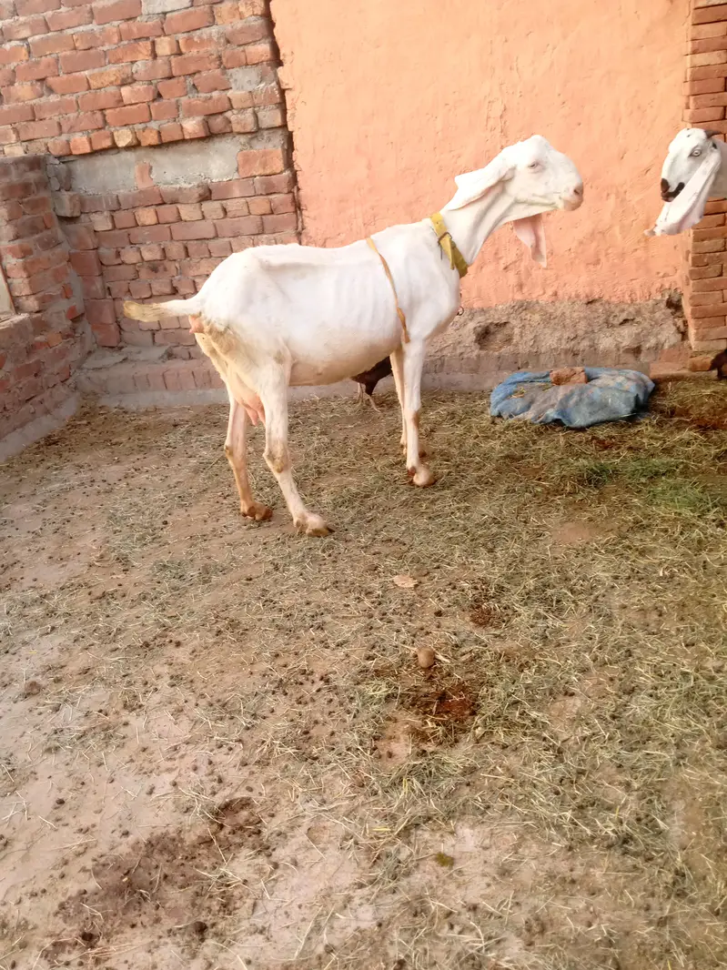 8dant bkri Sath male female 10din ki cros cross ki video majod — photo 4
