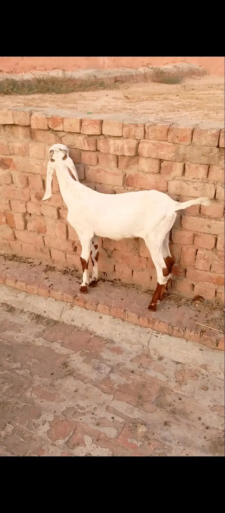 8dant bkri Sath male female 10din ki cros cross ki video majod — photo 5