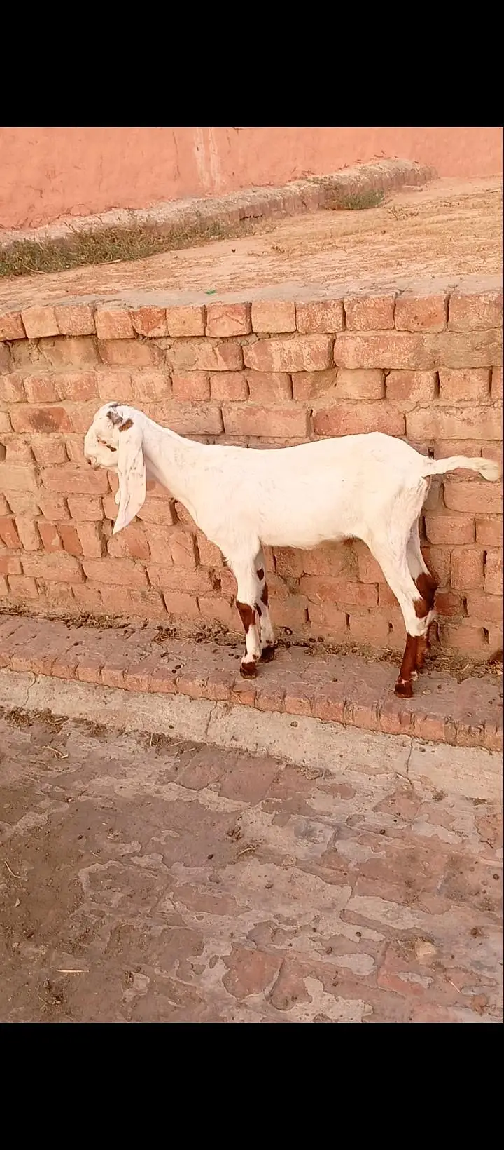 8dant bkri Sath male female 10din ki cros cross ki video majod — photo 6