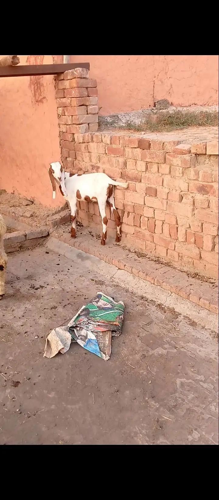 8dant bkri Sath male female 10din ki cros cross ki video majod — photo 7