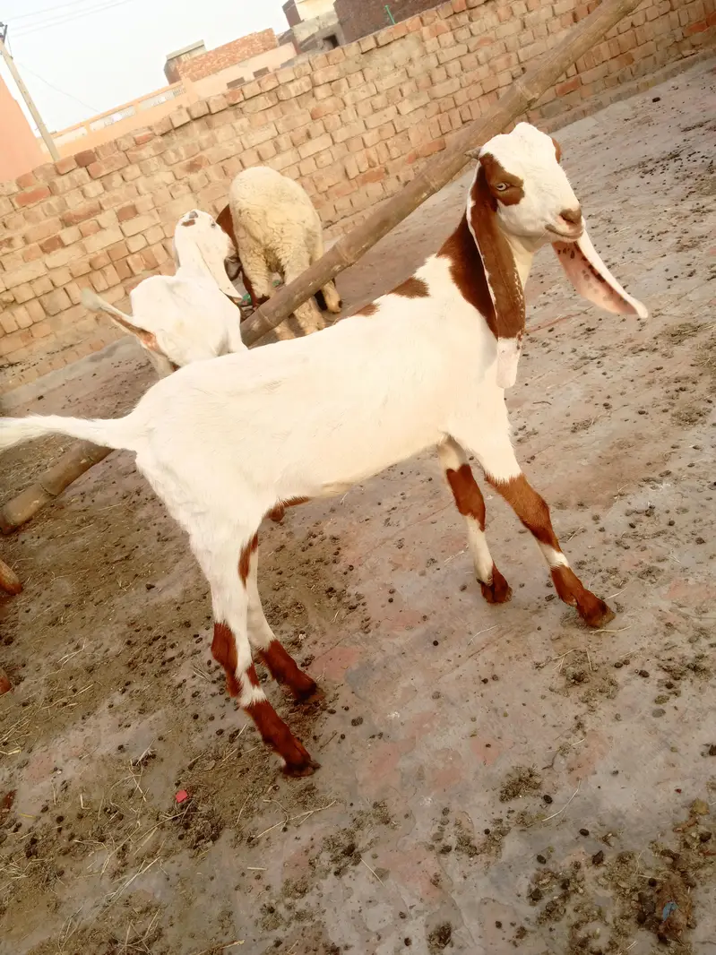 8dant bkri Sath male female 10din ki cros cross ki video majod — photo 8